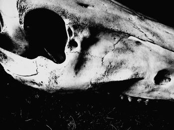 Close-up of animal skull