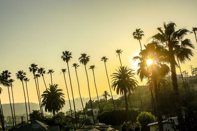 Silhouette of palm trees in swimming pool