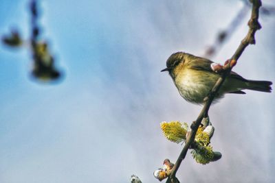 Low angle view of bird perching on tree against sky