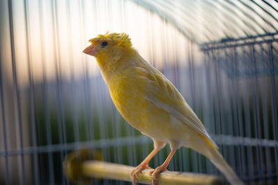 Close-up of parrot in cage