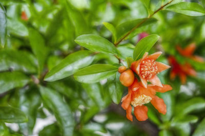 Close-up of strawberry growing on plant