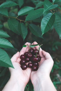 Cropped image of hand holding berries