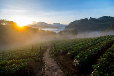 Scenic view of vineyard against sky during sunset