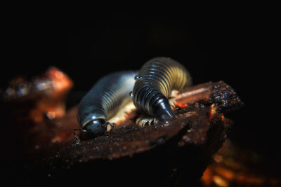 Close-up of millipedes on wood at night