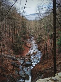 Plants growing by stream in forest against sky during autumn