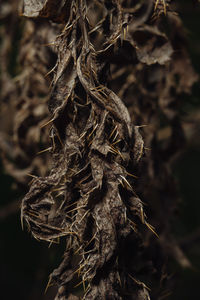 A dead dry thorny brown wrinkly leaf