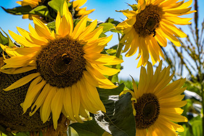 Close-up of honey bee on sunflower