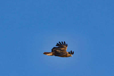 Low angle view of eagle flying in sky