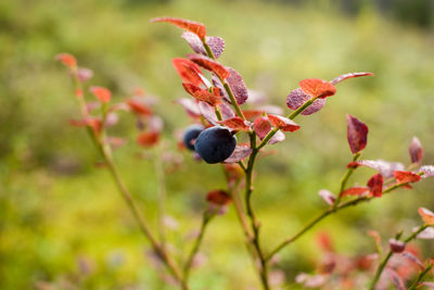 Close-up of plant