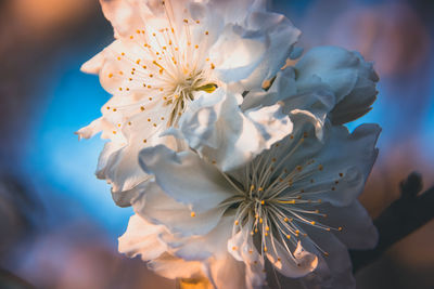 Close-up of white cherry blossom