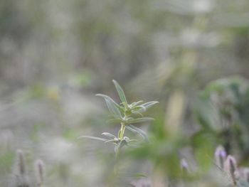 Close-up of small plant growing on land