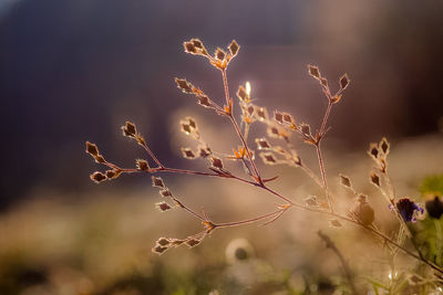 Close-up of dry plants against sky during sunset