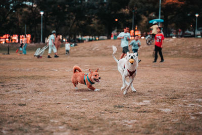 Dogs playing with dog running on field