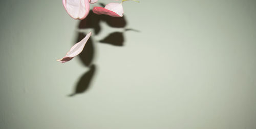 Close-up of butterfly on flower