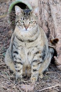 Portrait of tabby cat sitting on field