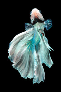 Close-up of a bird over black background