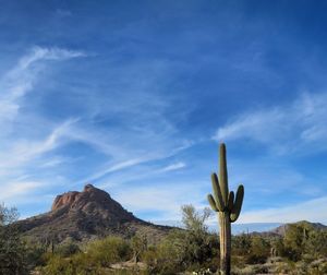 Low angle view of cactus plants on desert against blue sky