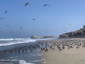Flock of seagulls flying over beach