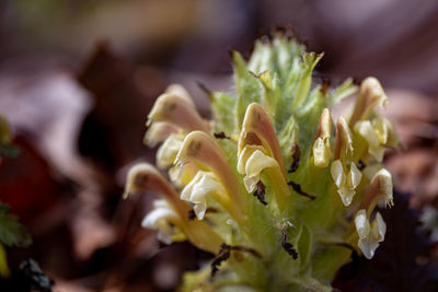 plant