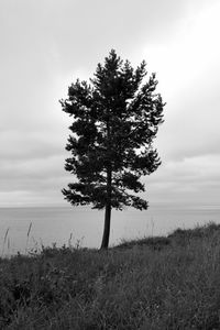 Tree on field against sky