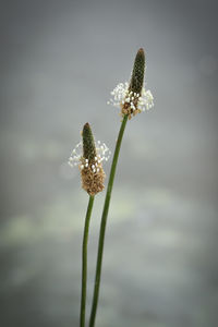 Close-up of flowering plant
