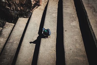 High angle view of a bird on shadow