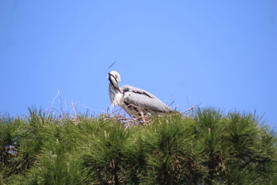 Low angle view of bird on grass against blue sky