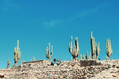 Cactus against blue sky