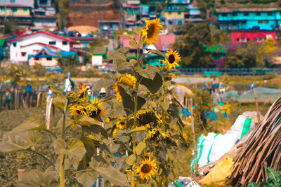 Close-up of yellow flowering plants in city
