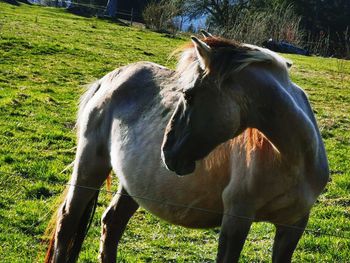 Horse standing in a field