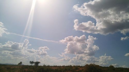 Low angle view of trees against blue sky