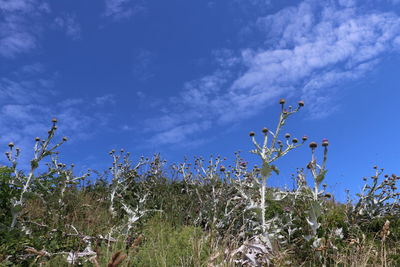 Plants growing on field against blue sky