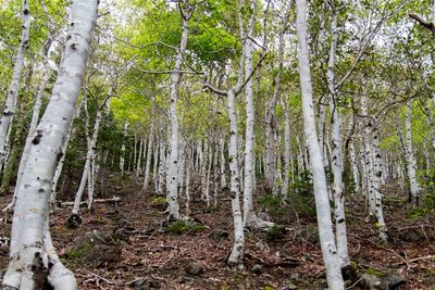Trees in forest