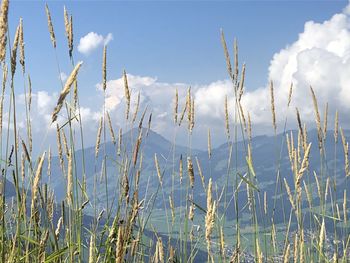 Low angle view of stalks in field against sky