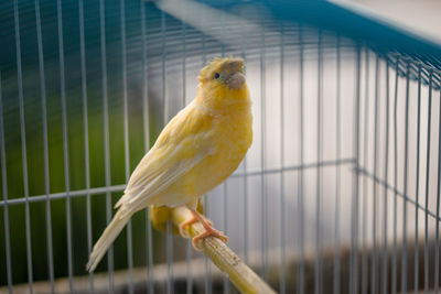 Close-up of parrot in cage