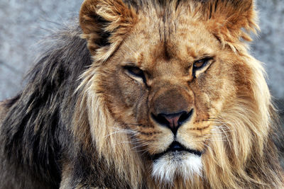 Close-up portrait of a lion