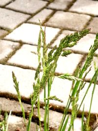 Close-up of fresh green grass