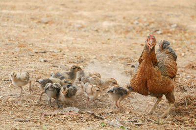 Flock of birds on field