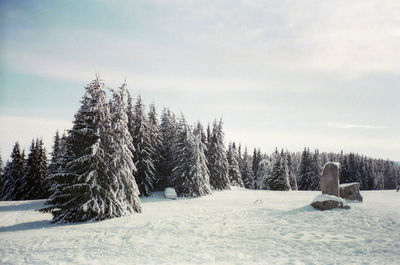 Trees on snow covered field against sky