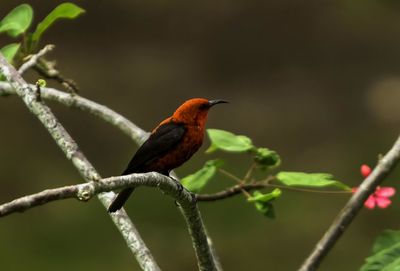 A micronesian myzomela sitting on a branch in chuuk state, micronesia.