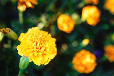 Close-up of yellow flowering plant