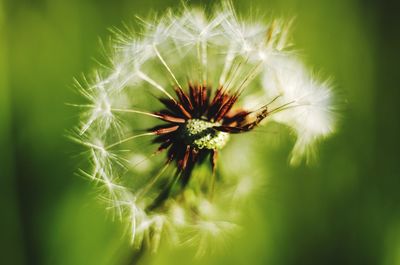 Close-up of dandelion on plant