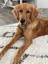 Portrait of dog relaxing on bed at home