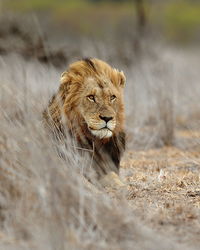 Close-up portrait of lion