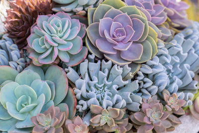 High angle view of succulent plant