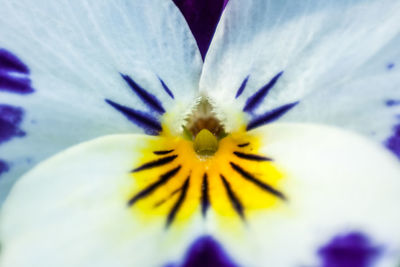 Macro shot of yellow flower