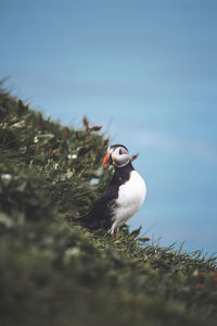 Bird perching on a field