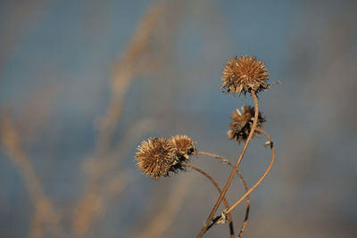 Close-up of dried thistle against blurred background