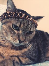 Close-up portrait of a cat looking away