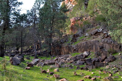 Trees on landscape